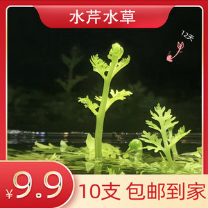 水芹水草鱼缸造景淡水植物无需二氧化碳小水芹中后景雷龙鱼缸细叶