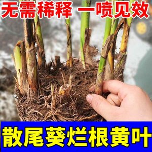 散尾葵专用营养液黑点病叶子发黄凤尾竹肥料专用肥家用通用型