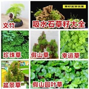 假山上的绿植造景盆景珍珠草种子种吸水石专用草籽上水石植物易活