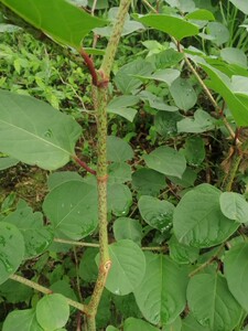 新鲜酸筒杆嫩 花斑竹大虫杖黄地榆酸桶笋 酸汤杆虎杖根