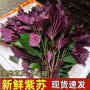 新鲜紫苏叶500克牛蛙鱼虾田螺调料不是北方苏子叶农家食用包邮