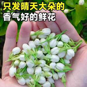 顺丰发货现摘现发广西新鲜茉莉花鲜花新鲜花朵 清香型食用花朵