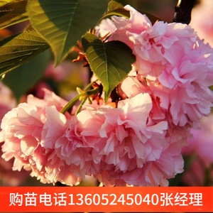 日本八重樱花苗 日本八重樱花苗品牌 价格 阿里巴巴 日本八重樱花苗 日本八重樱花苗品牌 价格 阿里巴巴