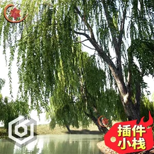 UE5虚幻4 Trees Willow tree 4.22-5.2 柳树模型素材湖边垂柳场景