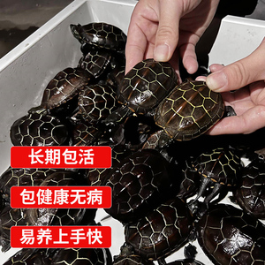 中华草龟小乌龟活物中国名贵苏北金线适合家养好养耐活龟苗宠物龟