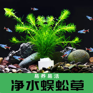 蜈蚣草鱼缸懒人造景水草水族箱孔雀鱼热带鱼增氧植物净化水质水草