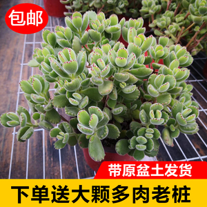 熊童子老桩大颗带盆土多肉白熊绿植包邮熊童子多肉植物老桩超大 阿里巴巴找货神器