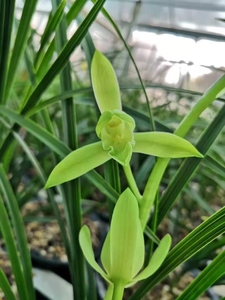 惠兰素心兰草兰花苗室内花卉盆栽浓香观花绿植植物阳台庭院耐寒