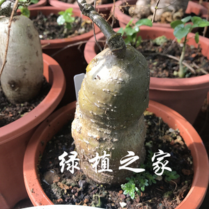 多肉植物  办公绿植   块根   象足苦瓜种子    随机发货