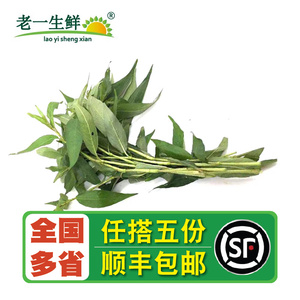 新鲜叻沙叶250g 拉沙叶laksa leaf 东南亚香料叻沙面云南香柳香菜