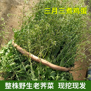 野生新鲜老荠菜干整株带根带花中草药煮水煮鸡蛋现摘现发野菜包