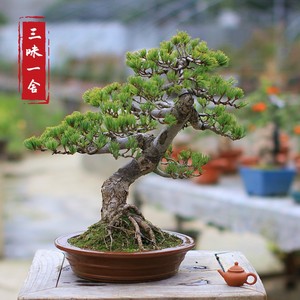 五叶松盆栽 五叶松盆栽品牌 价格 阿里巴巴