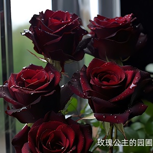 黑巴克玫瑰大花月季花盆栽老桩大苗丝绒暗红色四季开阳台庭院花卉