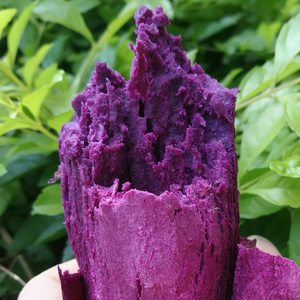 广西紫罗兰紫薯仔新鲜农家自种小个沙地紫心红薯粉糯5/10斤番薯