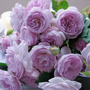 紫蓝色月季花青金石绿植阳台玫瑰花苗庭院耐寒丰花勤花多头月季花