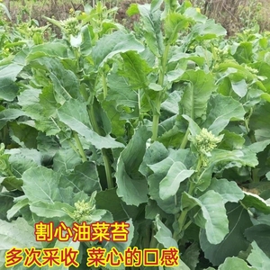 改良割心油菜种子高产本地菜苔四季播田园阳台蔬菜种籽孑