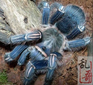 网红新蓝色种蓝哥斑哥斯达黎加斑马脚3-6厘米好养蜘蛛活体宠物