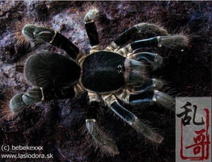 海格力斯巨人巴布足展2-11厘米宠物蜘蛛凶猛好养大体型穴居