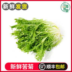 苦菊生菜新鲜蔬菜沙拉食材包邮苦苣狗牙菜西餐健身轻食苦细叶生菜