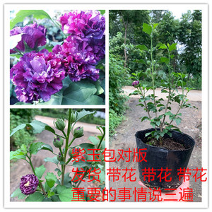 日本重瓣紫玉木槿蓝紫色花卉盆栽阳台庭院观花植物花园绿植可食用