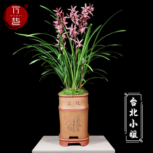 万艺兰花盆栽台北小姐带花苞四季花卉室内植物浓香型大红花苗兰草 阿里巴巴找货神器 万艺兰花盆栽台北小姐带花苞四季花卉室内植物浓香型大红花苗兰草 阿里巴巴找货神器