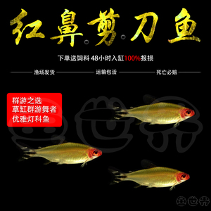 红鼻子小型热带鱼观赏鱼草缸灯鱼活体淡水混养群游鱼红鼻剪刀灯鱼