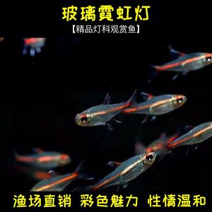 红光管鱼玻璃霓虹灯热带观赏鱼水草缸热带群游小型红灯管灯鱼活体
