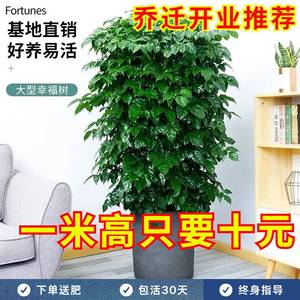 粗桩幸福树盆栽客厅大型绿植盆景平安树植物开业乔迁花卉