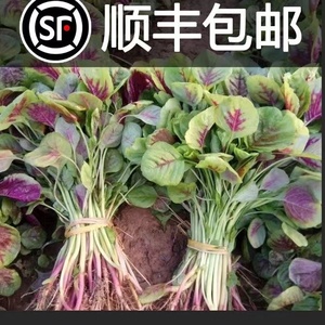 苏北新鲜农家红苋菜 露天种植汉菜 野菜 苋菜 时令蔬菜现摘红米苋