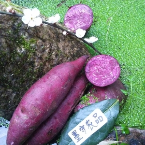 高山梯田农家肥新鲜紫薯香糯紫心番薯蜜地瓜红薯烟薯山芋包邮5斤