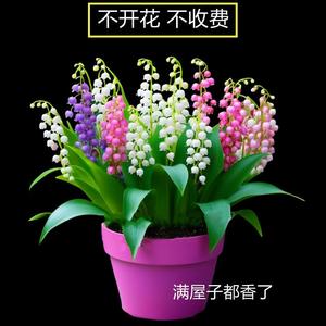 四季开花铃兰花苗带芽浓香型花卉绿植多年生耐寒吸色植物盆栽好养