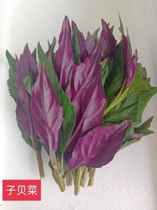 新鲜紫贝菜子贝菜红背菜观音菜血皮菜紫背天葵食用农家野菜 500g
