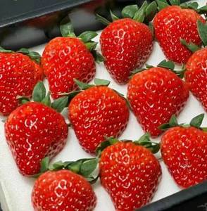 辽宁红颜九九甜草莓新鲜水果99奶油草莓礼盒装北京发货