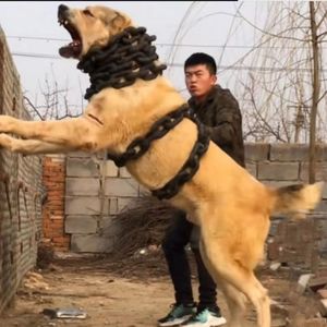 纯种中亚牧羊犬幼犬活体狗狗巨型护卫猛犬俄罗斯进口中亚高加索犬
