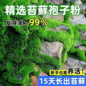 天然野生苔藓孢子粉 上水石吸水石盆景假山青苔种子 四季鲜活植物