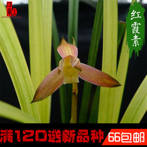 春剑高档兰花苗 红霞素 奇花浓香红花素心好养易活花卉绿植盆栽