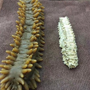 澳洲方刺参野生进口淡干海参四排刺刺黄参精选品质海产品干货500g
