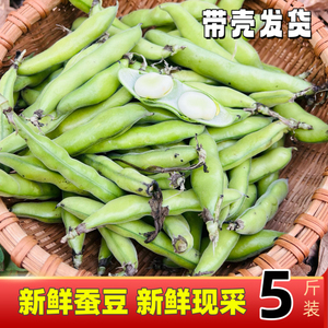 贵州农家本地蚕豆新鲜带壳嫩青豆罗汉豆兰福豆胡豆当季蔬菜甜豆荚