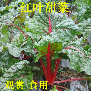 叶甜菜种子金叶红叶甜菜种籽红梗菠菜红叶甜菜四季阳台包邮