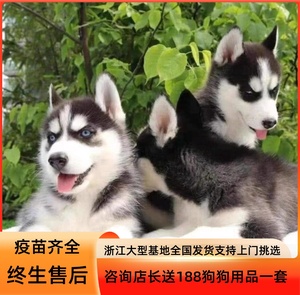 出售纯种哈士奇幼犬活体二哈幼犬三火蓝眼中型雪橇犬三傻宠物狗狗