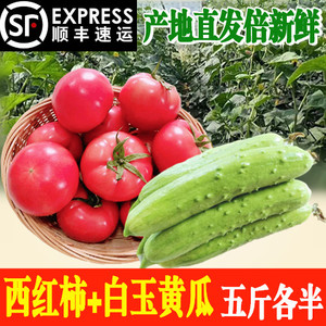 海阳白玉黄瓜番茄西红柿沙瓤5斤混装农家现摘新鲜蔬菜嫩【顺丰】