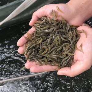 喂乌龟的活虾小虾米龟粮鳄龟饲料观赏淡水清理鱼缸垃圾的虾除藻虾