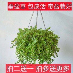 正宗养肝护肝食用垂盆草盆栽降糖草苗新鲜中药材清热解毒种植物苗