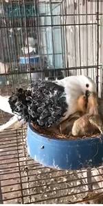 稀有品种观赏鸽子蓝色马甲芙蓉鸽种鸽种蛋受精蛋一对顺丰发货