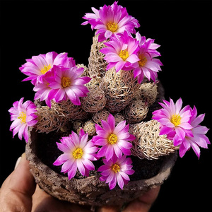 植物员外 紫王子Escobaria minima 开紫色花仙人球松球属多肉植物