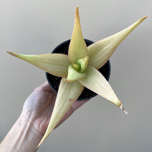 植物员外 梦殿锦一物一拍 条纹纹路芦荟室内桌面绿植花卉盆栽多肉