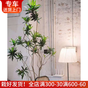 百合竹盆栽有造型网红植物金边金心细叶百合竹北欧风室内客厅绿植