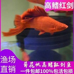 高鳍红箭鱼观赏鱼高鳍红剑鱼鱼苗淡水热带鱼狼牙帆菊花活体鱼饲料