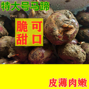 正宗广西荔浦马蹄荸荠地栗农家自种新鲜水果蔬菜特大果5斤9斤包邮