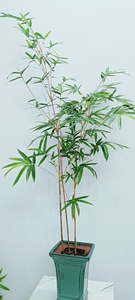 直播间现场选品一物一拍链接  竹子花卉绿植兰花盆景(请勿私拍！)